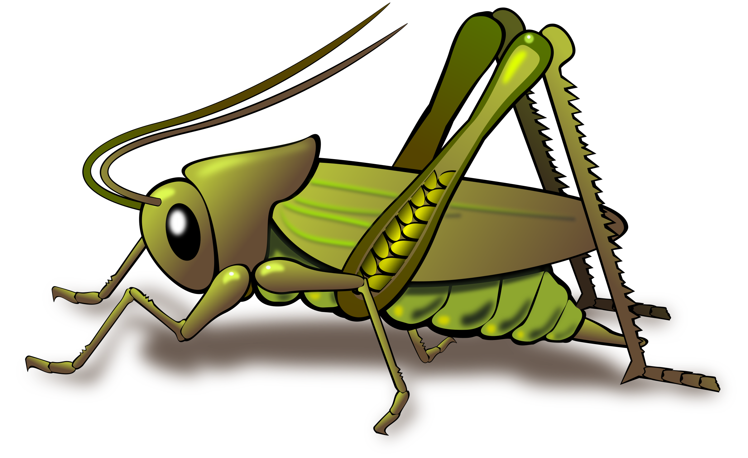 green grasshopper clipart - photo #27