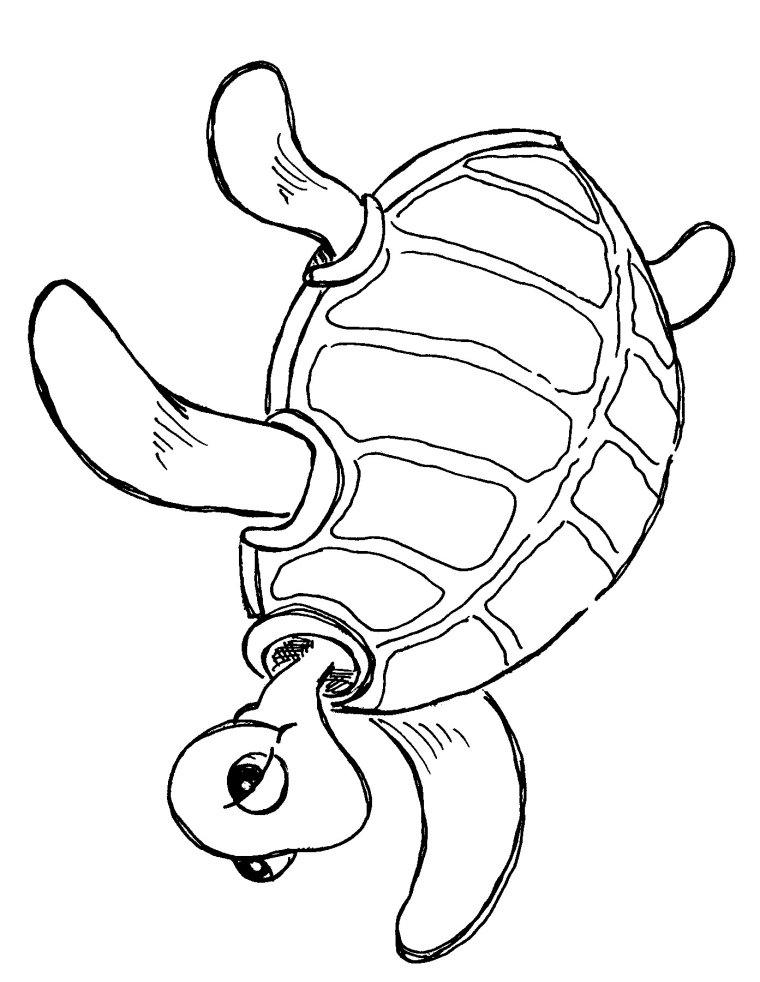 free turtle clipart black and white - photo #19