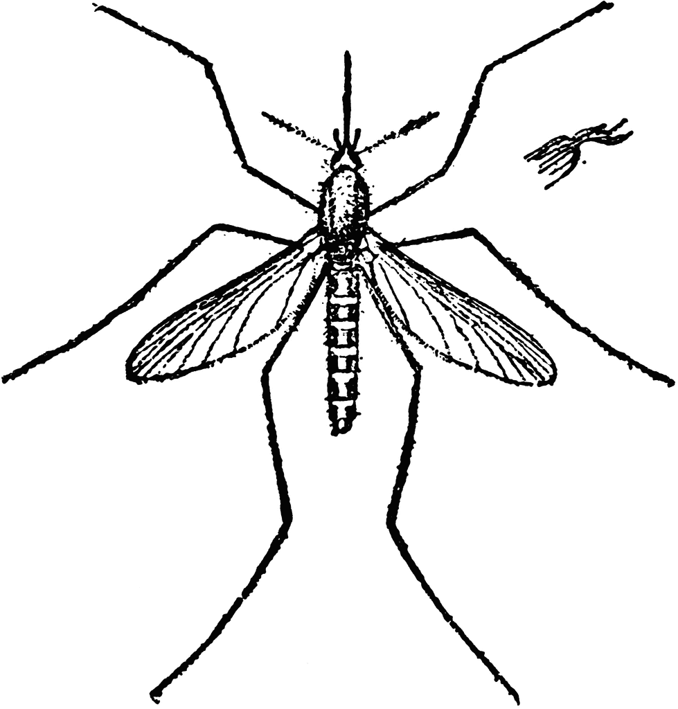 clipart mosquito net - photo #15