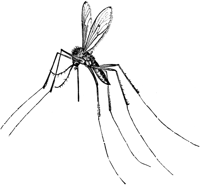 clipart mosquito net - photo #9