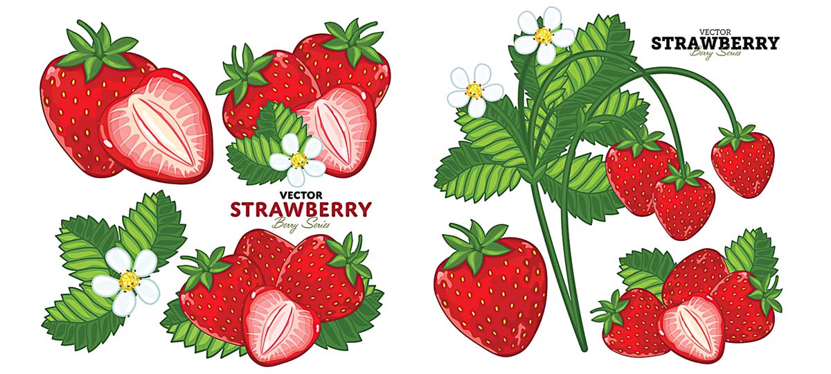 strawberry fruit clipart - photo #47
