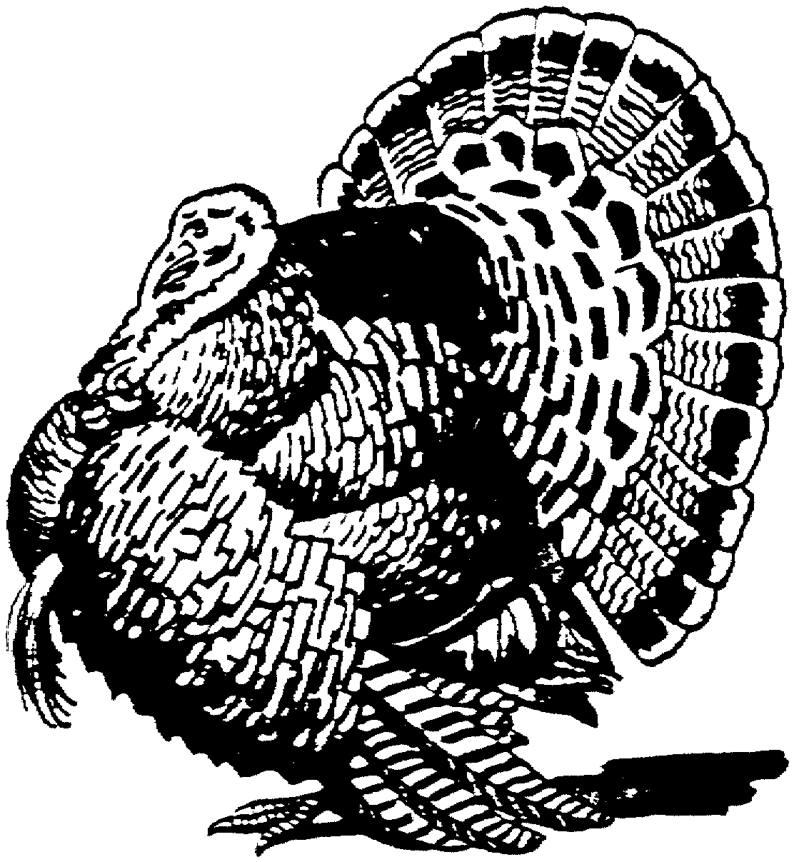 free black and white turkey clipart - photo #32