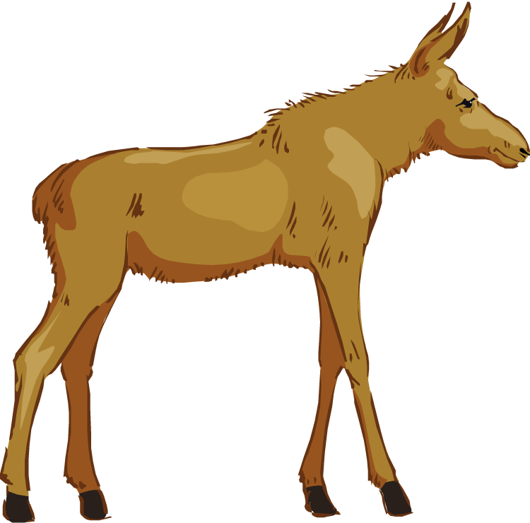 free baby moose clipart - photo #23