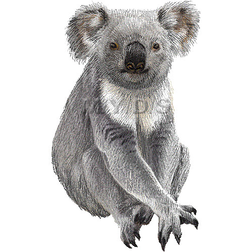 baby koala clipart - photo #43