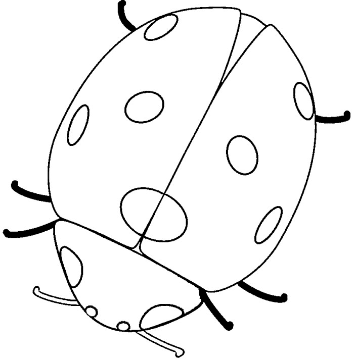 ladybug outline clip art - photo #12