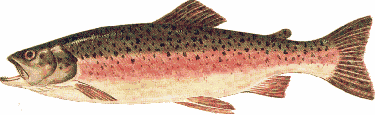salmon fish clip art free - photo #14