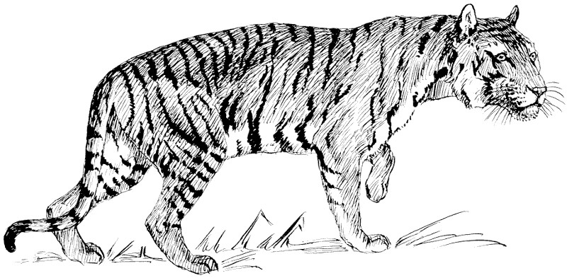 tiger clipart black and white free - photo #35