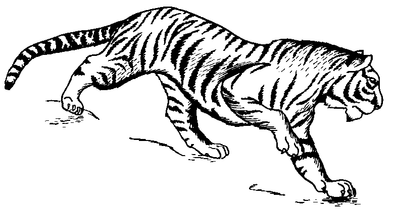 tiger clip art black and white - photo #24