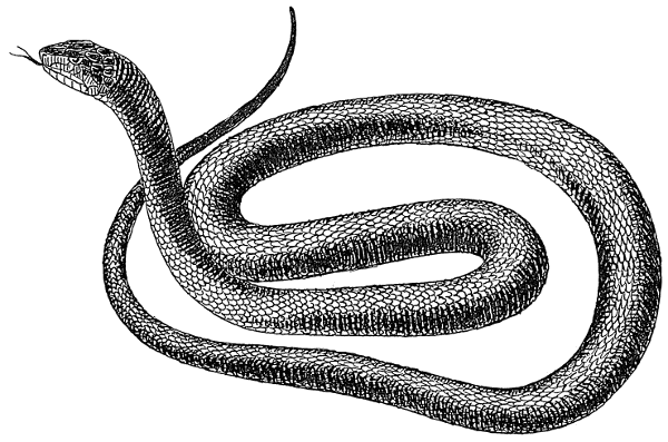 Snake black and white free black and white snake clipart 1 page of clip