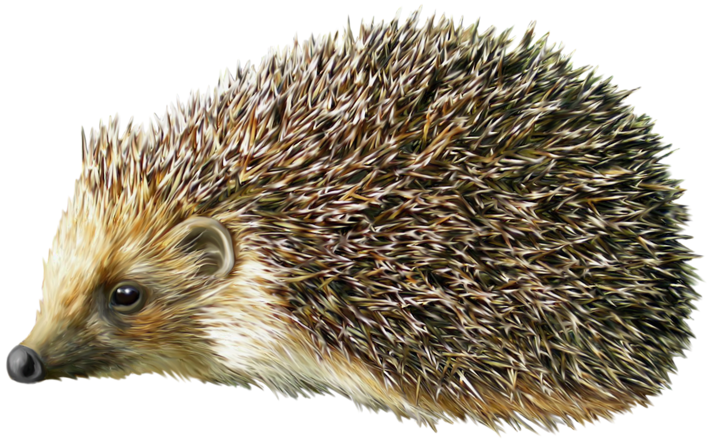 african hedgehog clipart - photo #36
