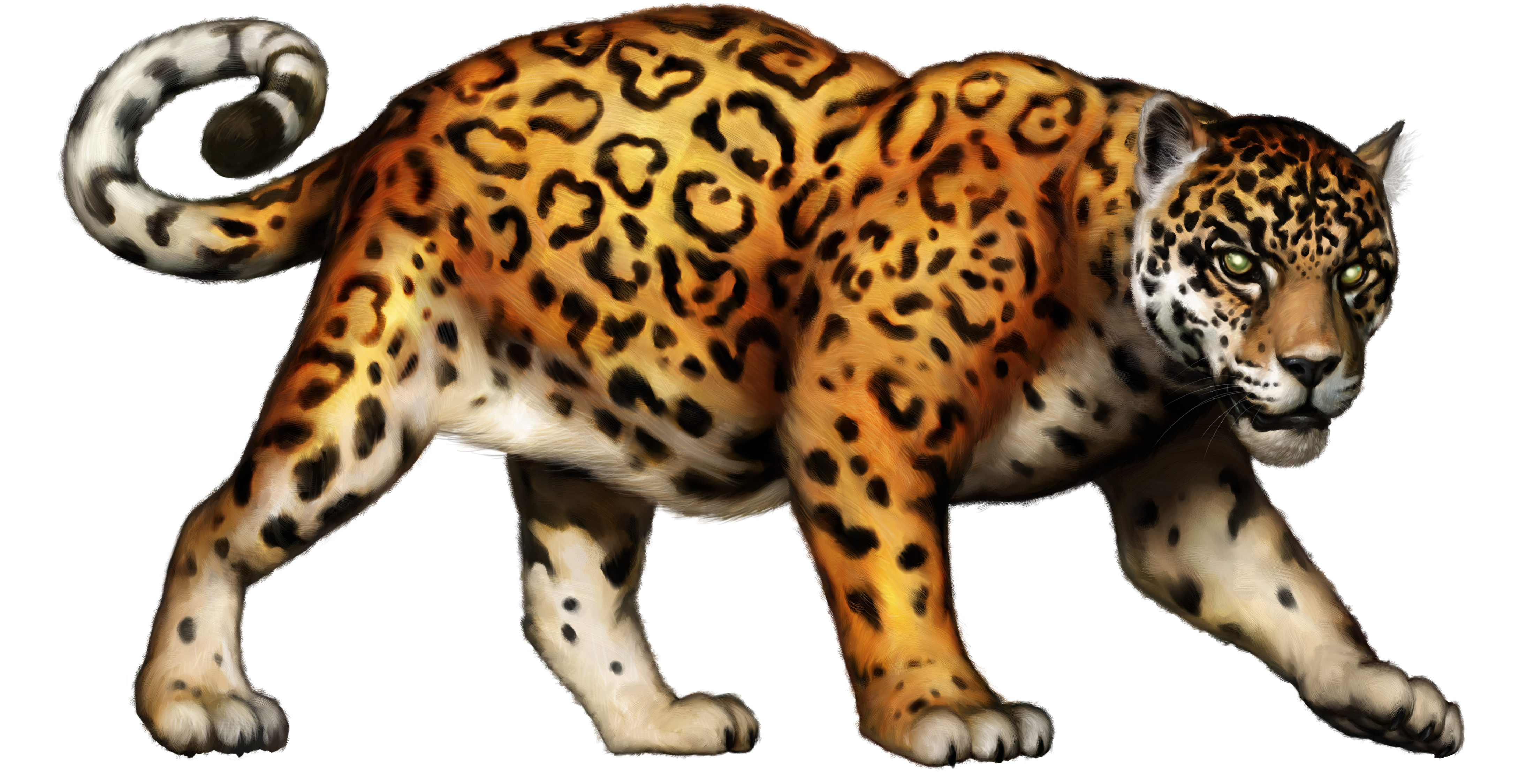 jaguar animal clipart - photo #8