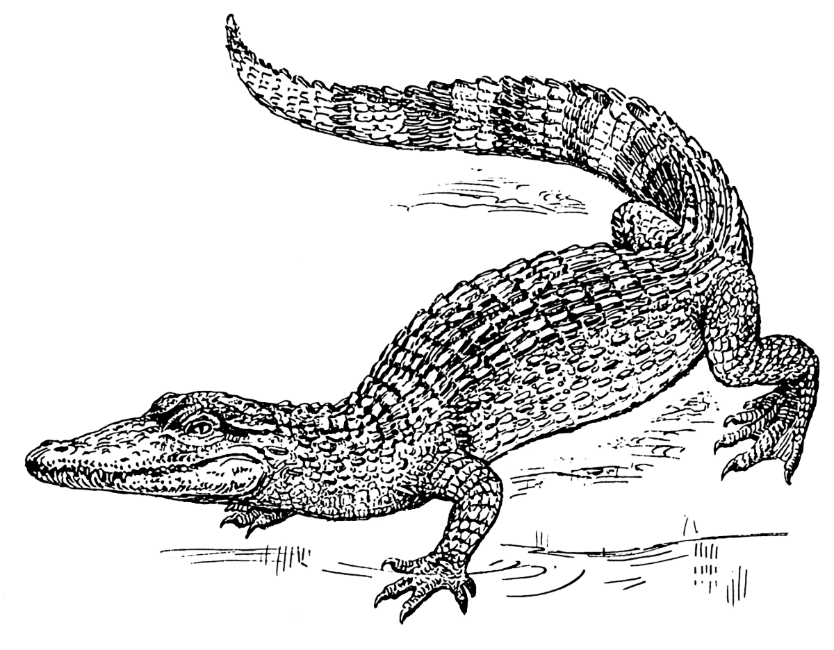 Alligator Black And White Free Crocodile Clipart 1 Page Of Clip Art