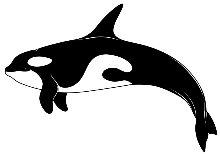 Orca clip art 3 - WikiClipArt