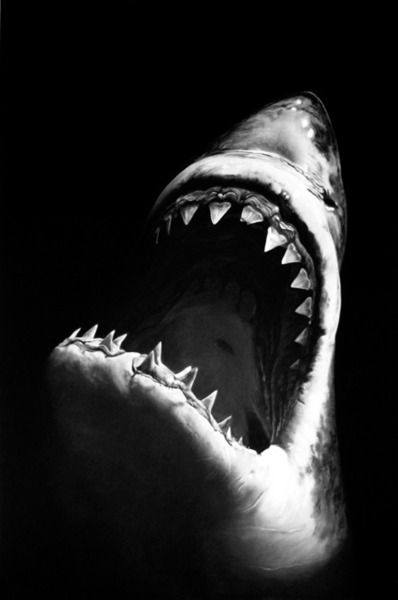 Shark black and white shark clip art black and white ...