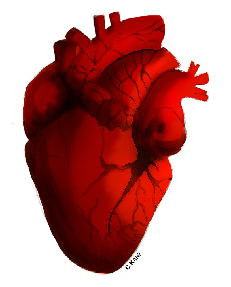 Real heart human heart clip art hostted 2 clipartbarn