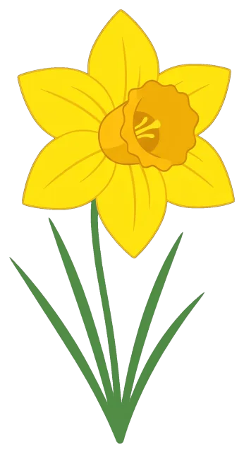 Cute yellow daffodil flower with green leaves