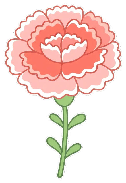 Pink Carnation Flower with Green Stem and Leaves