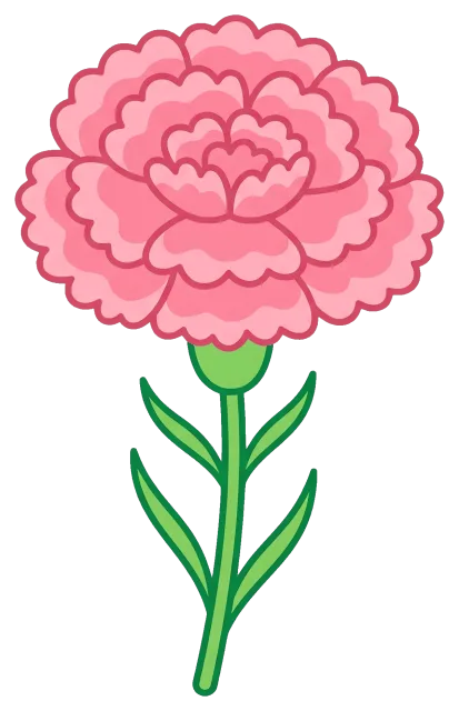 Pink Carnation Flower with Green Stem and Leaves