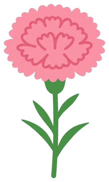 Pink carnation flower with green stem and leaves