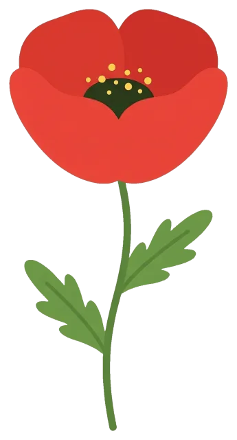 Red poppy flower with green stem and leaves