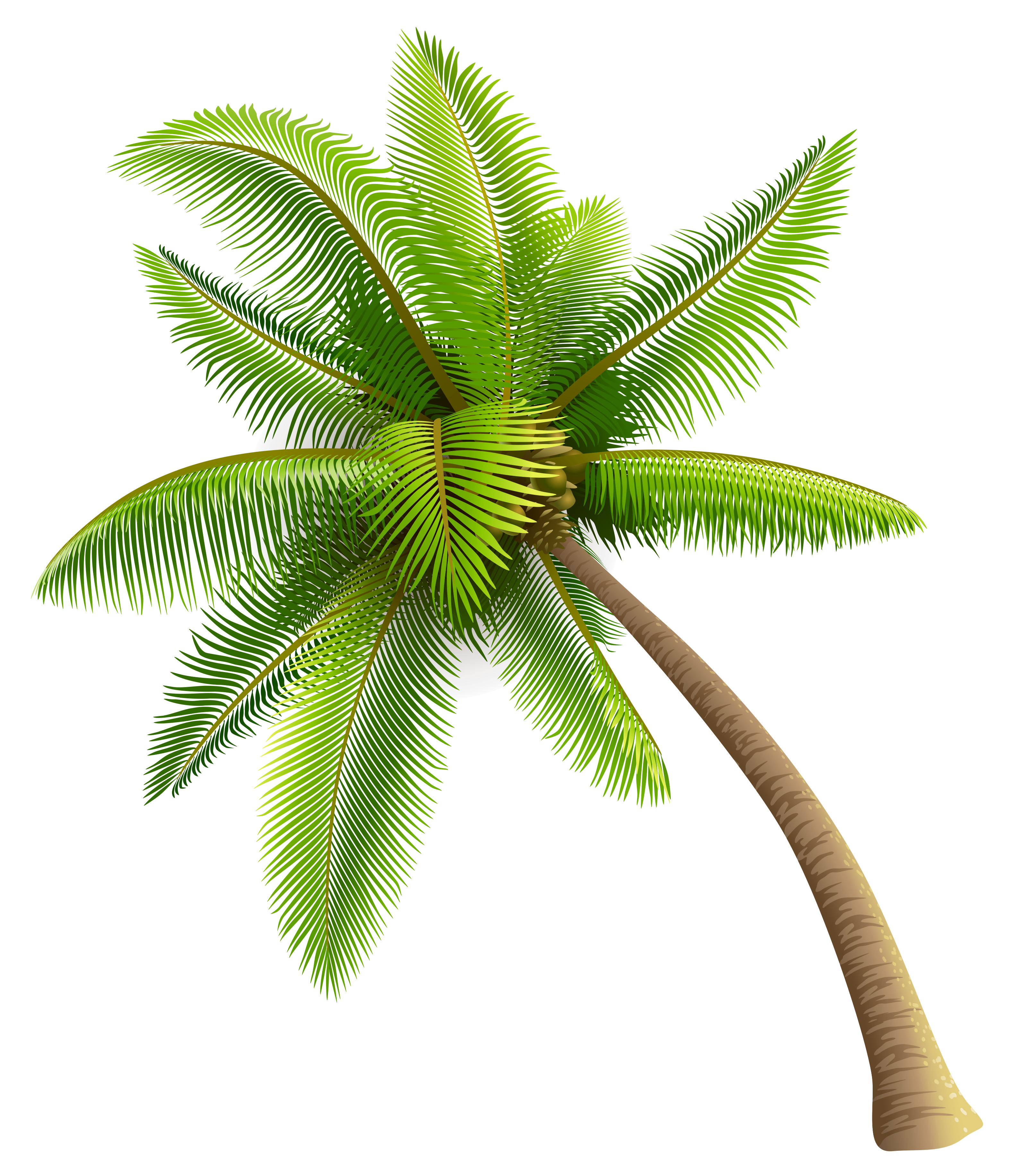 Green palm tree clipart