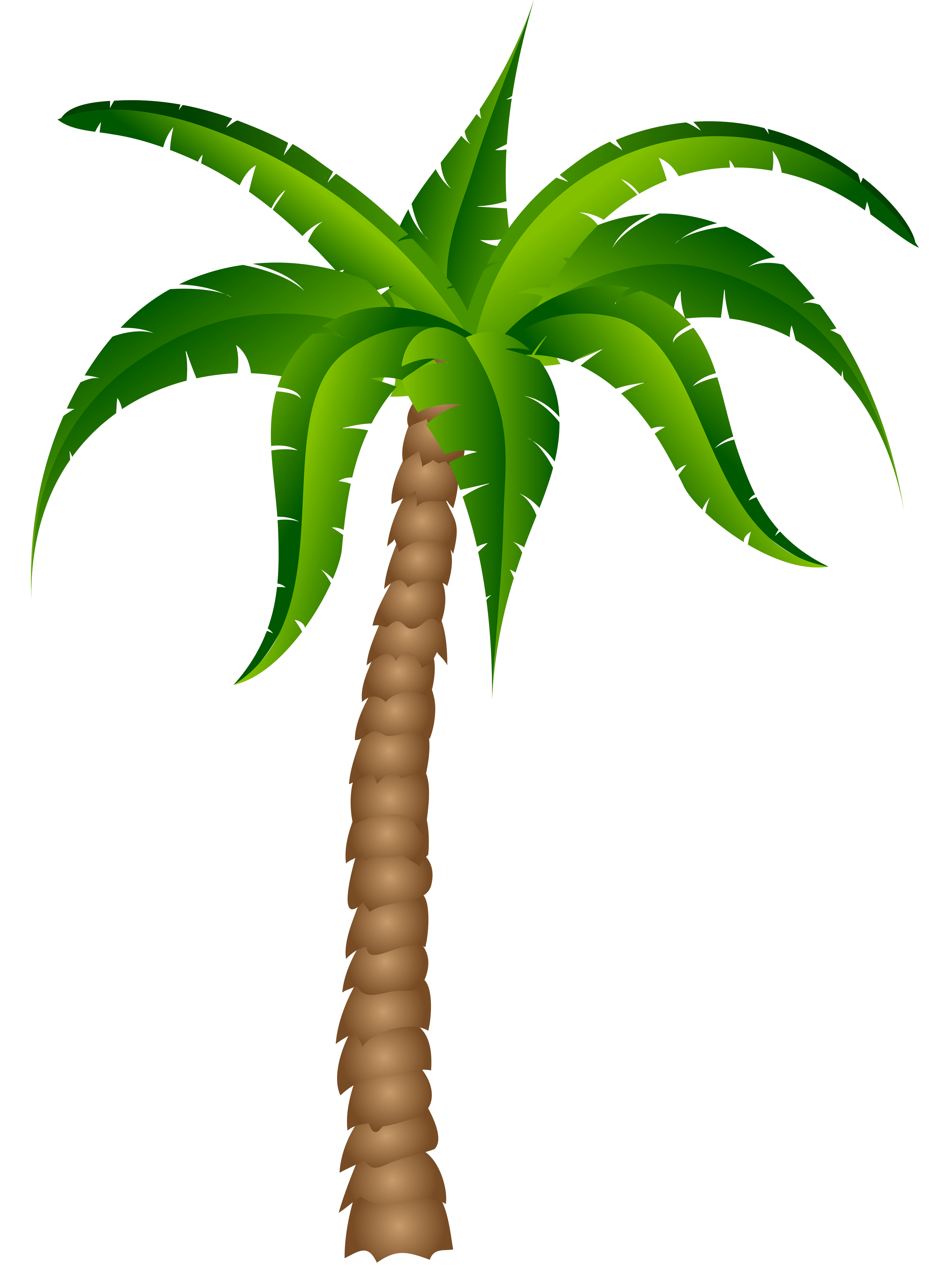 Palm tree palm best clipart