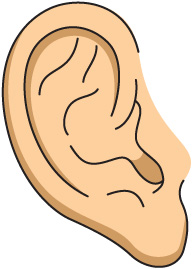ear clipart 2