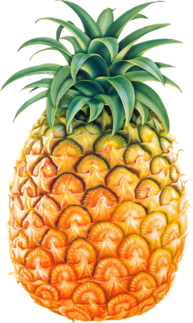 ideas about pineapple clipart on clip art