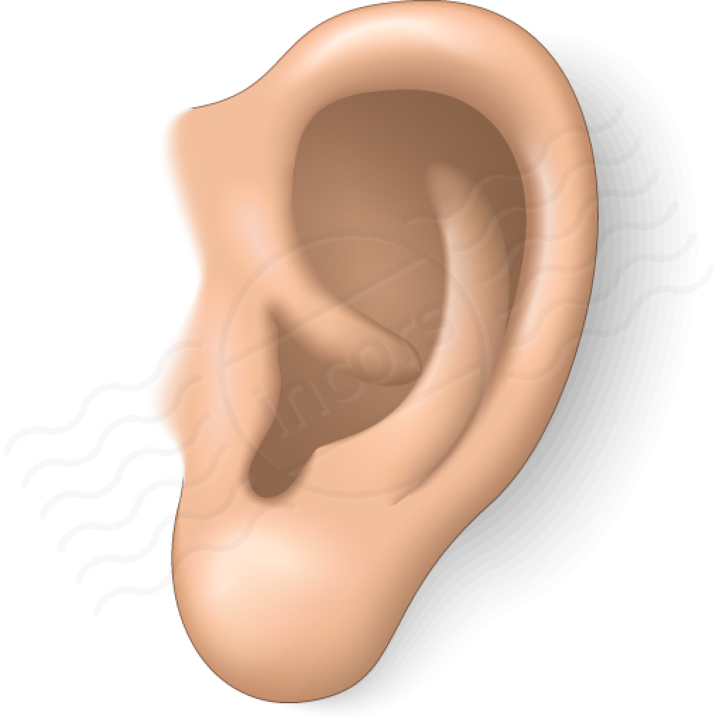 picture of ear clipart clip art free