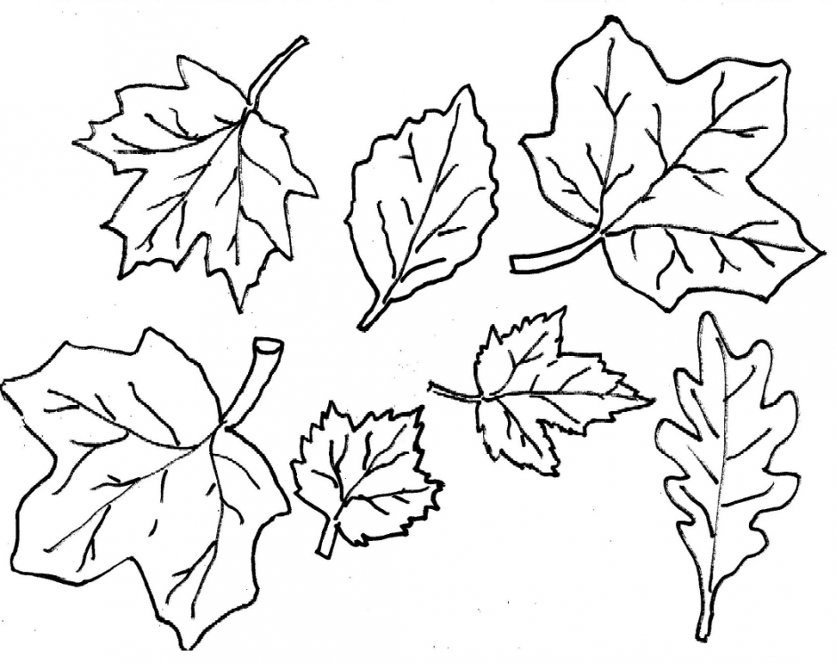 6 images of autumn leaf outline printable fall clipart