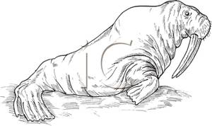 A walrus clipart