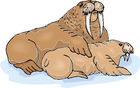 Animal graphics walrus clipart