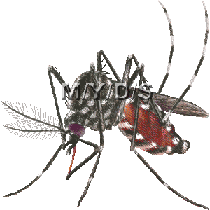 Asian tiger mosquito forest day clipart graphics free