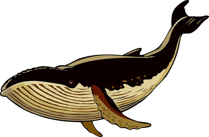 Baby whale clip art free clipart images 6