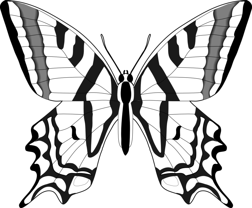 Butterfly  black and white butterfly clipart black and white 8