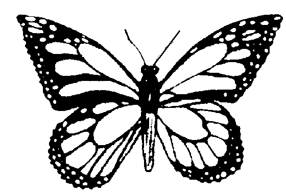 Butterfly  black and white butterfly clipart black and white free 4