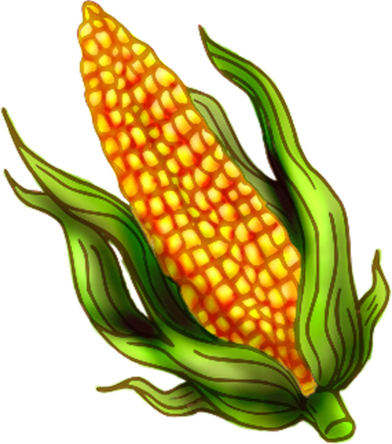 Corn clip art 2 - WikiClipArt