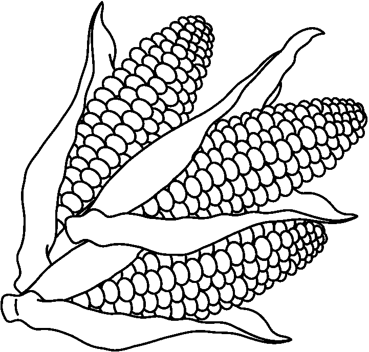 Corn clipart 8