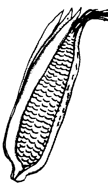 Corn clipart black and white free images 3
