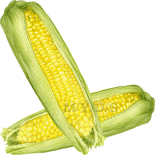 Corn clipart web 2