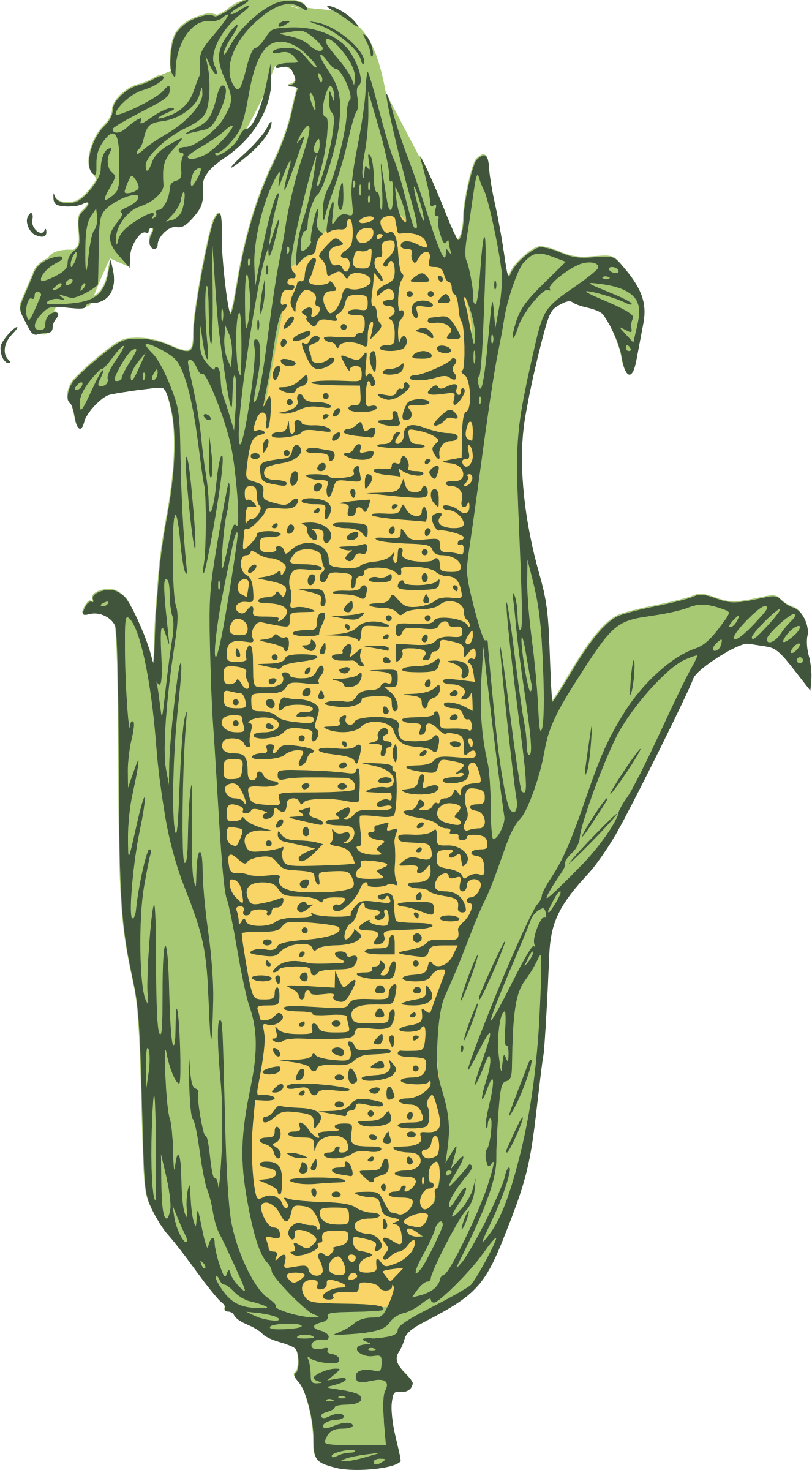 Ear of corn clipart 3