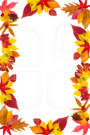 Fall border leaf border clipart