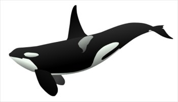 Free whales clipart graphics images and photos 2