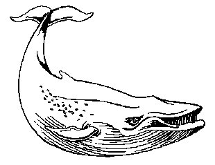 Free whales clipart graphics images and photos