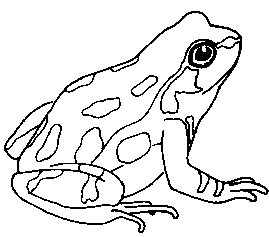 Frog  black and white frog clip art black and white free clipart images