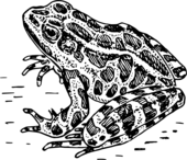 Frog black and white frog clipart black and white 7 - WikiClipArt