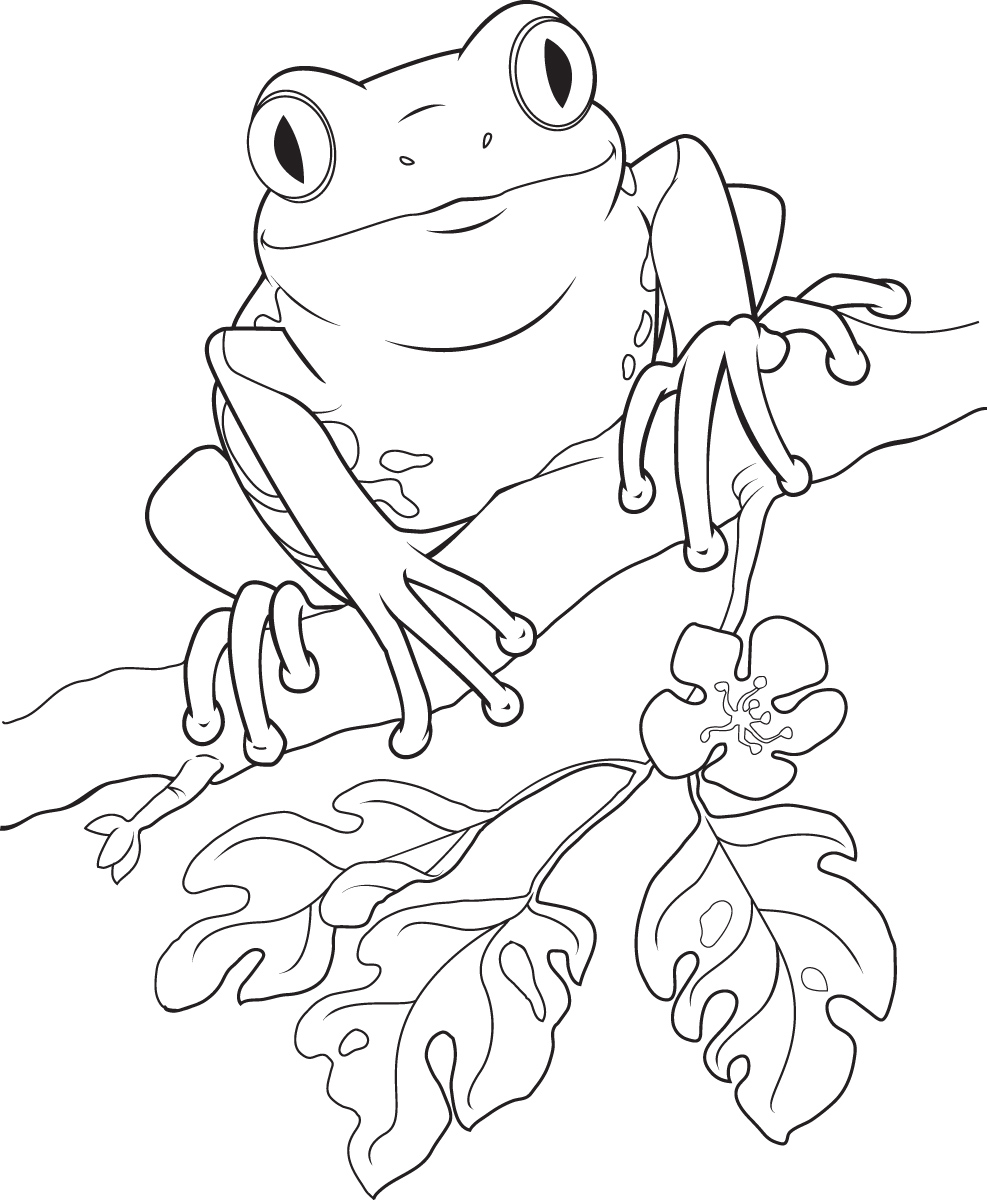 Frog  black and white photos of frog line drawing cute clip art black and
