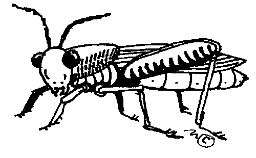 Grasshopper clipart 4 3