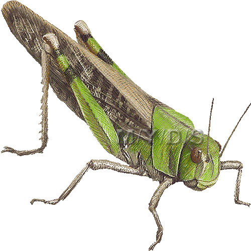 Grasshopper clipart 7