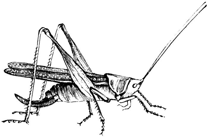 Grasshopper clipart black and white clipart